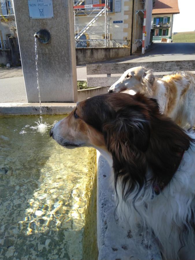 Bed and Breakfast Swiss Borzoi House Vully-les-Lacs Exterior foto